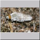 Acrosathe annulata - Stilettfliege m01.jpg